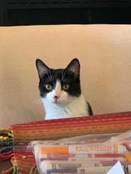 Lost Male Cat last seen Combie Road and placer hills road or placer hills road and candle rock , Meadow Vista, CA 95722