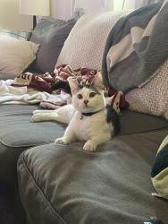 Lost Male Cat last seen Mount Mahogany , Pleasant Grove, UT 84062