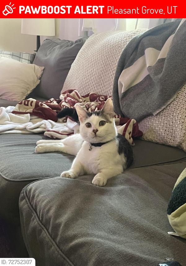 Lost Male Cat last seen Mount Mahogany , Pleasant Grove, UT 84062