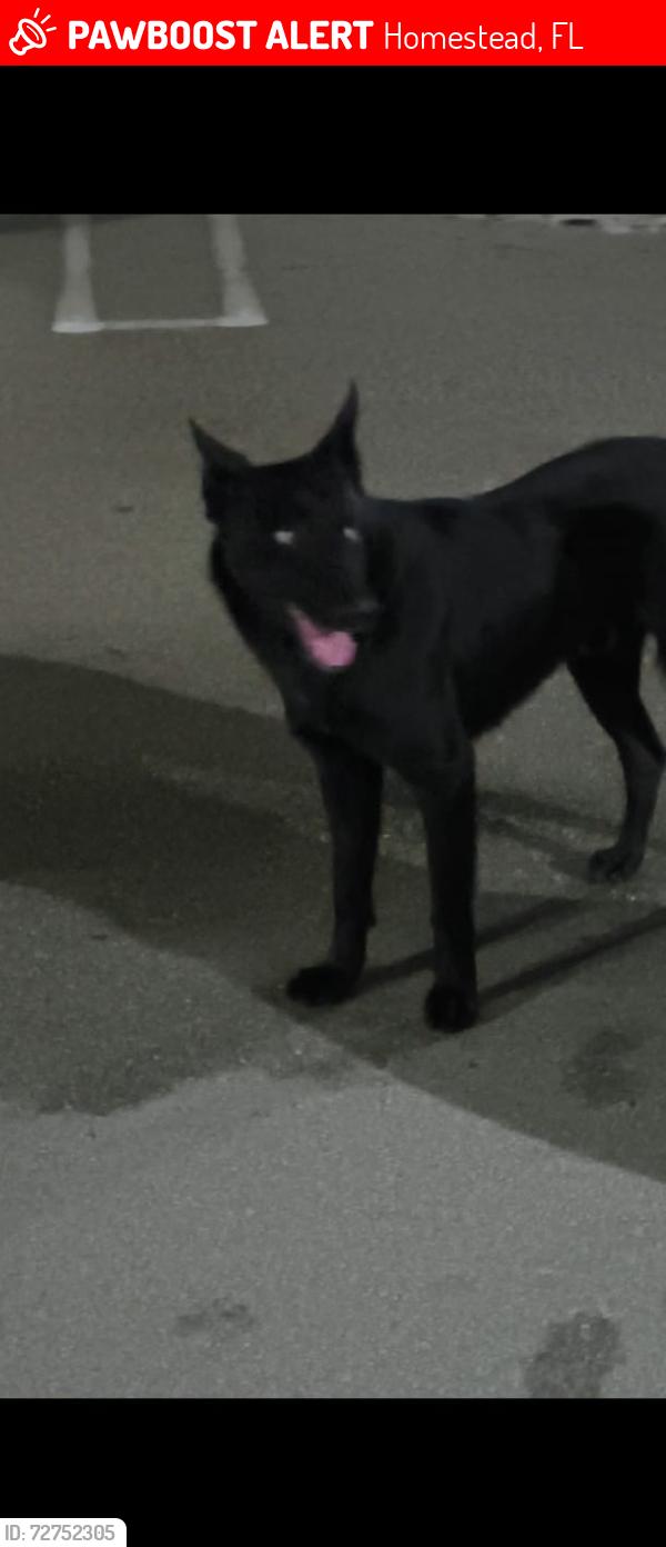 Lost Unknown Dog last seen In front 26780 building , Homestead, FL 33032