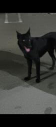Lost Unknown Dog last seen In front 26780 building , Homestead, FL 33032