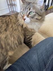 Lost Male Cat last seen Bentley/Preston Meadow , Plano, TX 75093