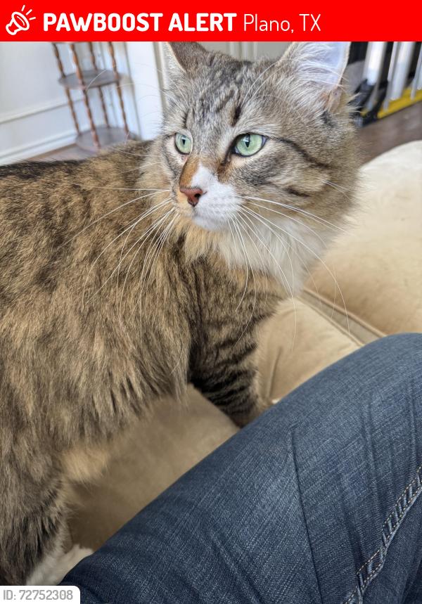 Lost Male Cat last seen Bentley/Preston Meadow , Plano, TX 75093