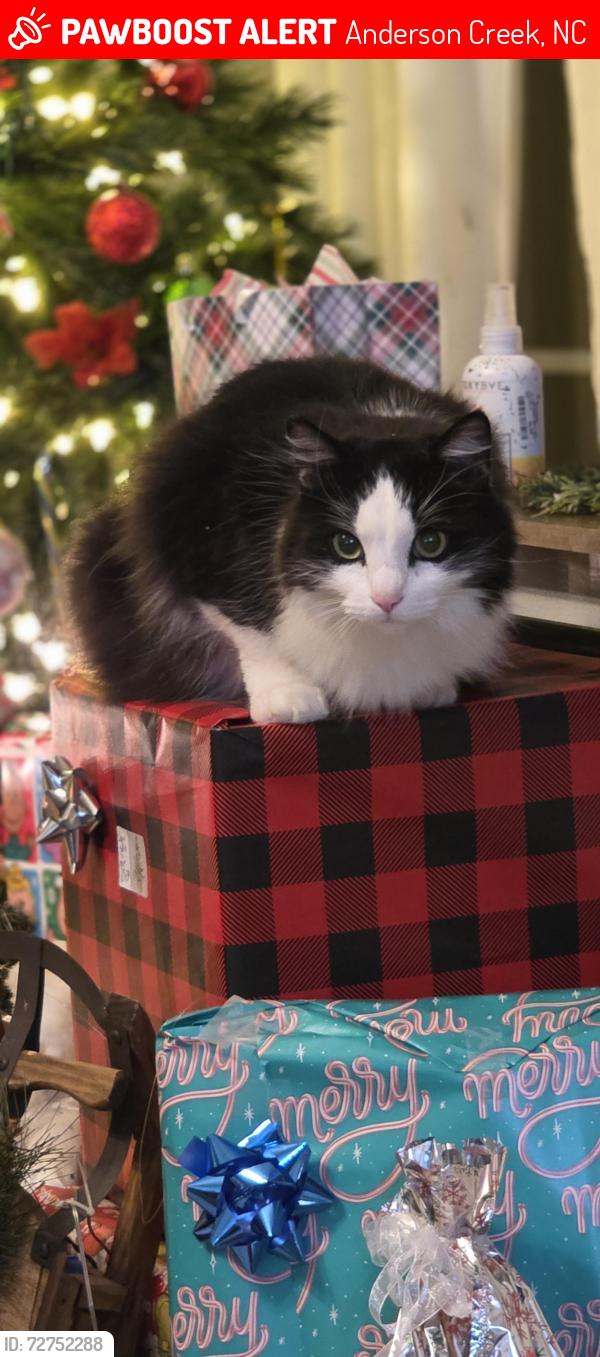 Lost Female Cat last seen Scarlett oak bunnlevel , Anderson Creek, NC 28323