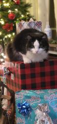 Lost Female Cat last seen Scarlett oak bunnlevel , Anderson Creek, NC 28323