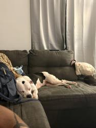 Found/Stray Female Dog last seen University High School, Orange City, FL 32763