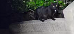 Found/Stray Unknown Cat last seen Golden Lantern & Shark Bay, Laguna Niguel, CA 92677