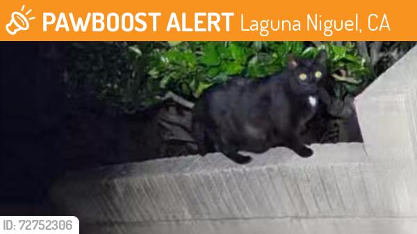 Found/Stray Unknown Cat last seen Golden Lantern & Shark Bay, Laguna Niguel, CA 92677