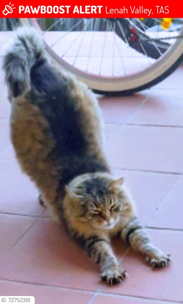 Lost Male Cat last seen Jeannette Court , Lenah Valley, TAS 7008
