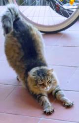 Lost Male Cat last seen Jeannette Court , Lenah Valley, TAS 7008