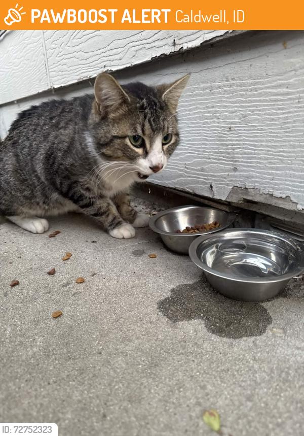 Found/Stray Male Cat last seen Nixon st and N Ohio Ave, Caldwell, ID 83605