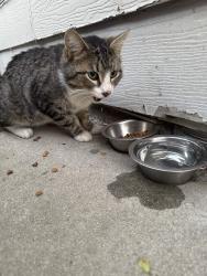 Found/Stray Male Cat last seen Nixon st and N Ohio Ave, Caldwell, ID 83605