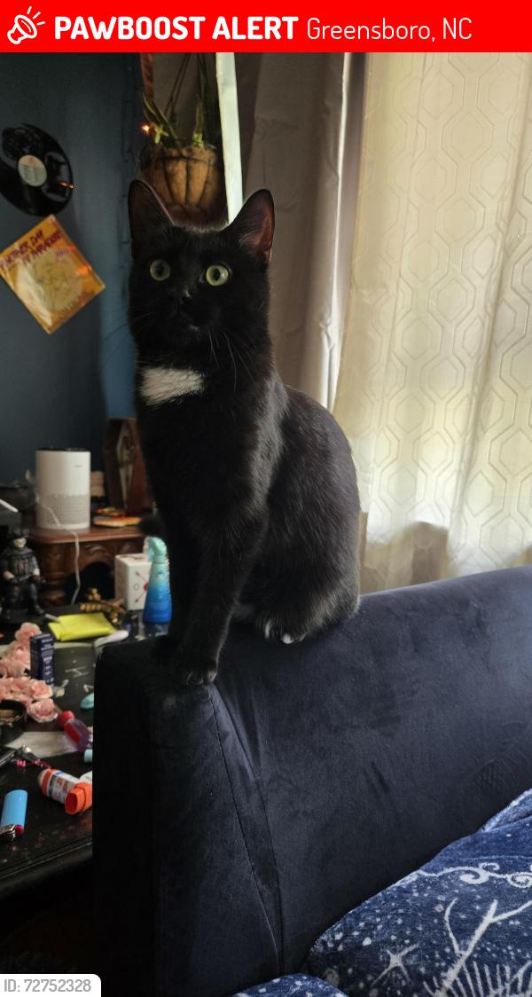 Lost Female Cat last seen Yancyville , Greensboro, NC 27405