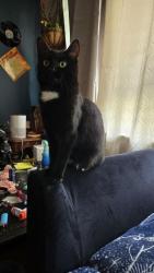 Lost Female Cat last seen Yancyville , Greensboro, NC 27405