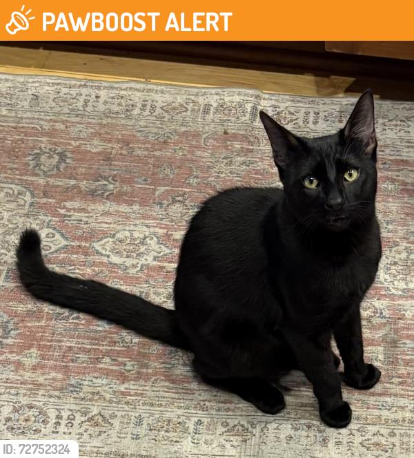 Found/Stray Male Cat last seen Main Street and Crest Avenue, Huntington Beach, CA 92648