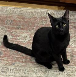 Found/Stray Male Cat last seen Main Street and Crest Avenue, Huntington Beach, CA 92648