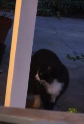 Found/Stray Unknown Cat last seen 2nd Ave Upland , Upland, CA 91786