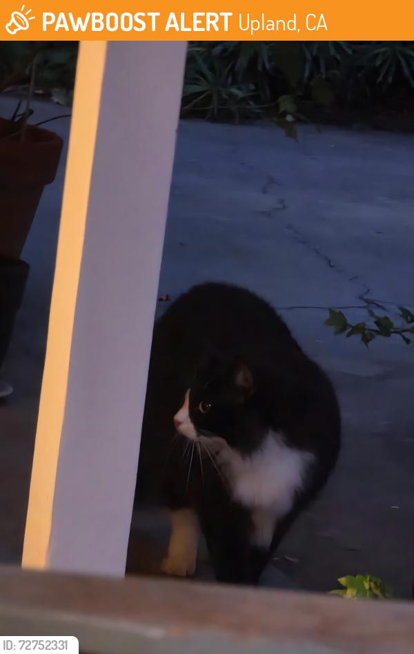 Found/Stray Unknown Cat last seen 2nd Ave Upland , Upland, CA 91786