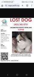 Lost Female Dog last seen Rest area east bound , I-30, TX 75433