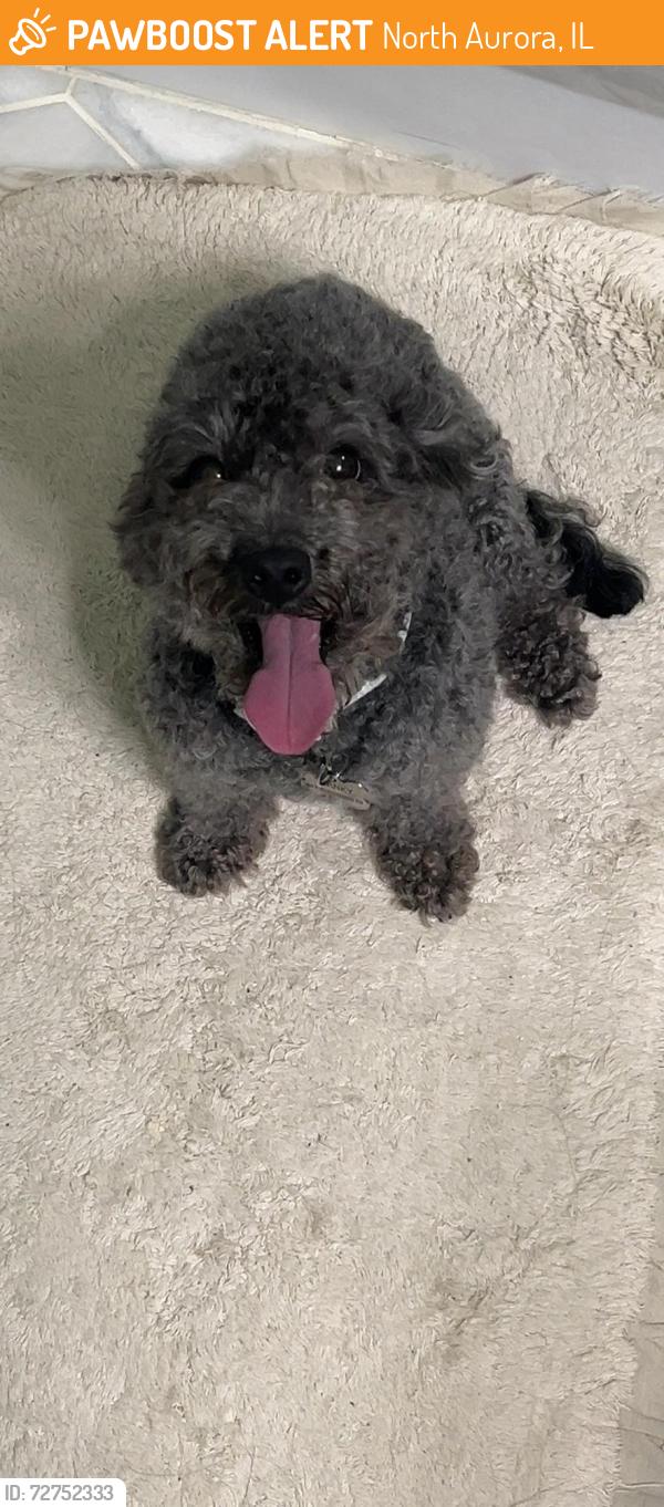Found/Stray Male Dog last seen  north aurora , North Aurora, IL 60542