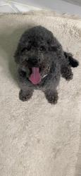 Found/Stray Male Dog last seen  north aurora , North Aurora, IL 60542