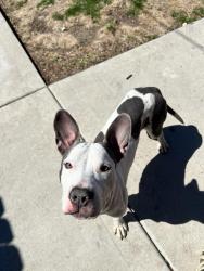 Found/Stray Male Dog last seen S Rhodes and Marquette ave, Chicago, IL 60637