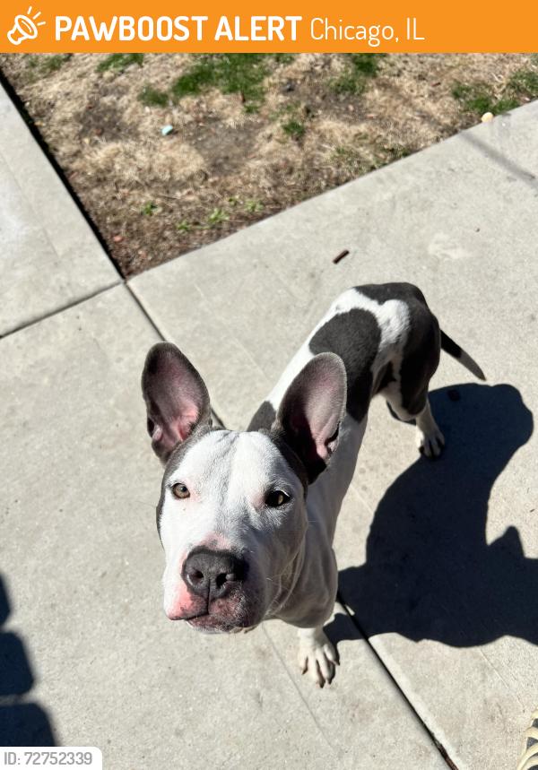 Found/Stray Male Dog last seen S Rhodes and Marquette ave, Chicago, IL 60637