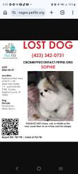 Lost Female Dog last seen Rest area i30 eastbound cumby Tx, Winters, TX 79567