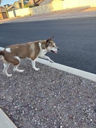 Found/Stray Female Dog last seen Hardy and hopdown, Casas Adobes, AZ 85742
