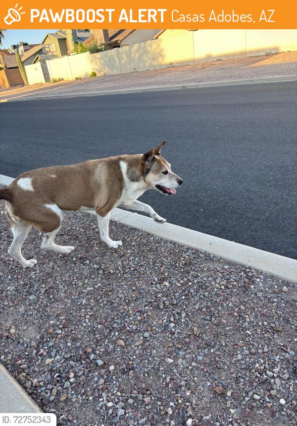 Found/Stray Female Dog last seen Hardy and hopdown, Casas Adobes, AZ 85742