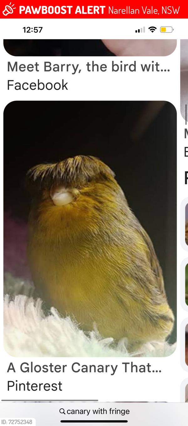 Lost Male Bird last seen Payton cct, Narellan Vale, NSW 2567