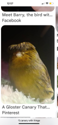Lost Male Bird last seen Payton cct, Narellan Vale, NSW 2567