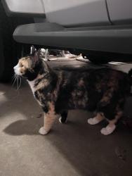 Found/Stray Unknown Cat last seen w Florence and Sheridan , Peoria, IL 61604