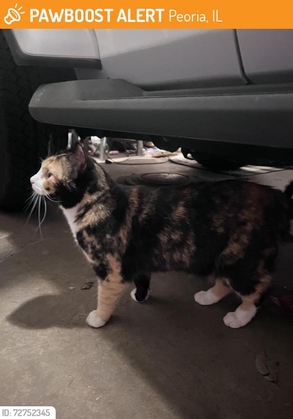Found/Stray Unknown Cat last seen w Florence and Sheridan , Peoria, IL 61604