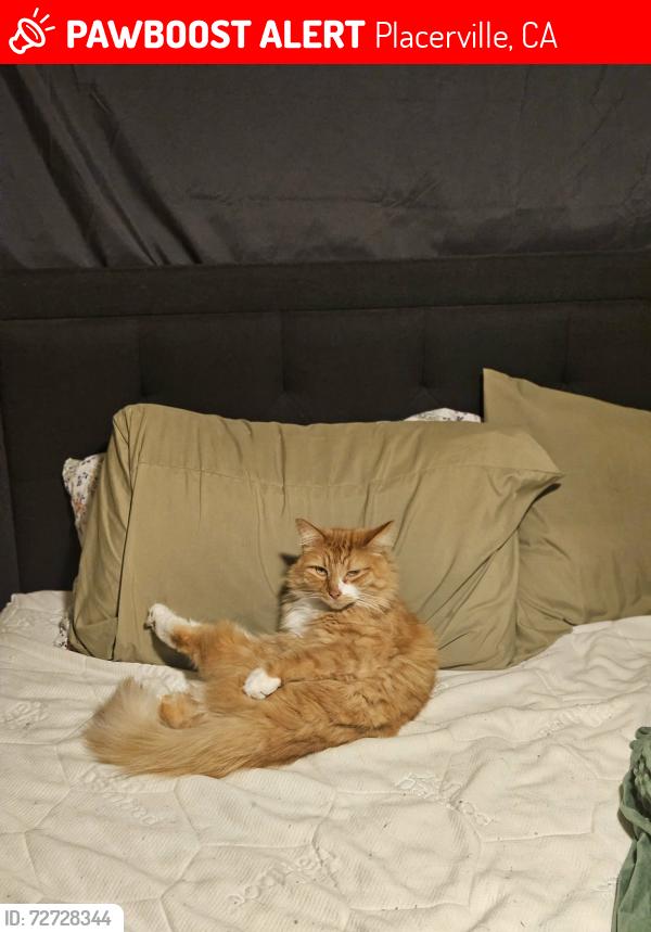 Lost Male Cat last seen Morning Canyon Road E. Morning Canyon Road., Placerville, CA 95667