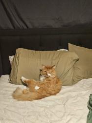 Lost Male Cat last seen Morning Canyon Road E. Morning Canyon Road., Placerville, CA 95667