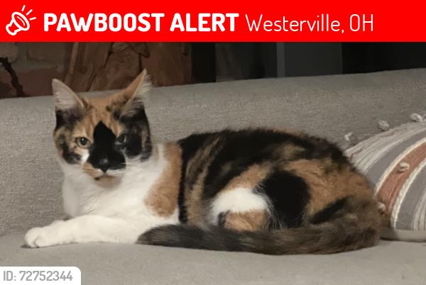 Lost Female Cat last seen Hoover Reserve, Westerville, OH 43081