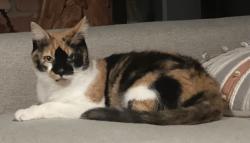 Lost Female Cat last seen Hoover Reserve, Westerville, OH 43081