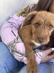 Lost Male Dog last seen Highway , Tulsa, OK 74128