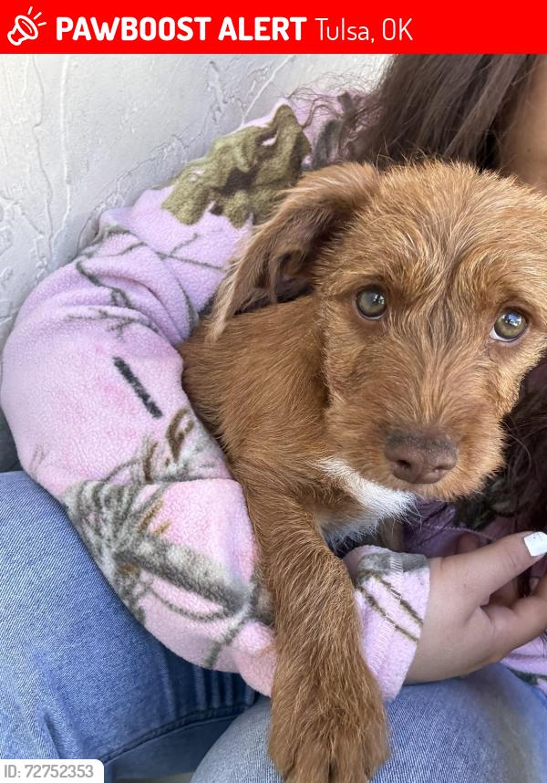 Lost Male Dog last seen Highway , Tulsa, OK 74128