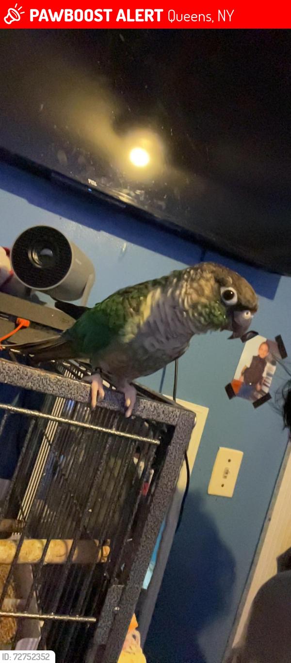Lost Female Bird last seen Liberty Ave , Queens, NY 11420