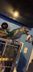 Lost Female Bird last seen Liberty Ave , Queens, NY 11420