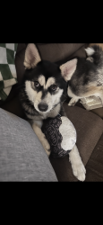 Lost Female Dog last seen Heart on forehead , Houston, TX 77099
