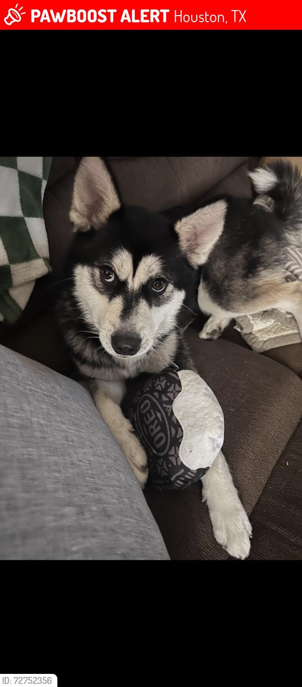 Lost Female Dog last seen Heart on forehead , Houston, TX 77099