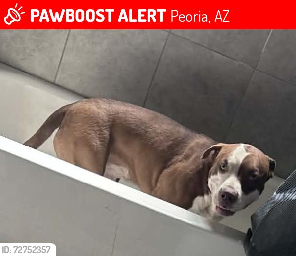 Lost Male Dog last seen Near w Cheryl dr 85345, Peoria, AZ 85381