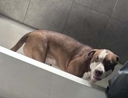 Lost Male Dog last seen Near w Cheryl dr 85345, Peoria, AZ 85381