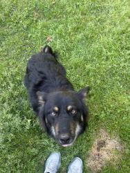 Found/Stray Male Dog last seen Harmony Grove Church Rd, Auburn, GA 30011