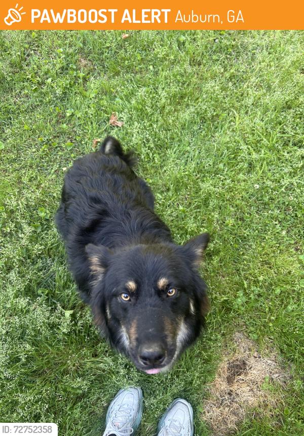 Found/Stray Male Dog last seen Harmony Grove Church Rd, Auburn, GA 30011