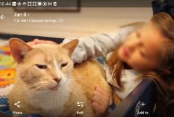 Lost Male Cat last seen Near west Cucharras St Colorado Springs 80904, Colorado Springs, CO 80904