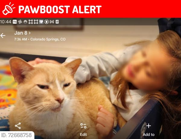 Lost Male Cat last seen Near west Cucharras St Colorado Springs 80904, Colorado Springs, CO 80904
